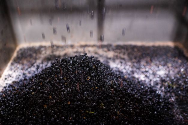 Auteur Harvest 2022 Pinot Noir berries falling from sorting table