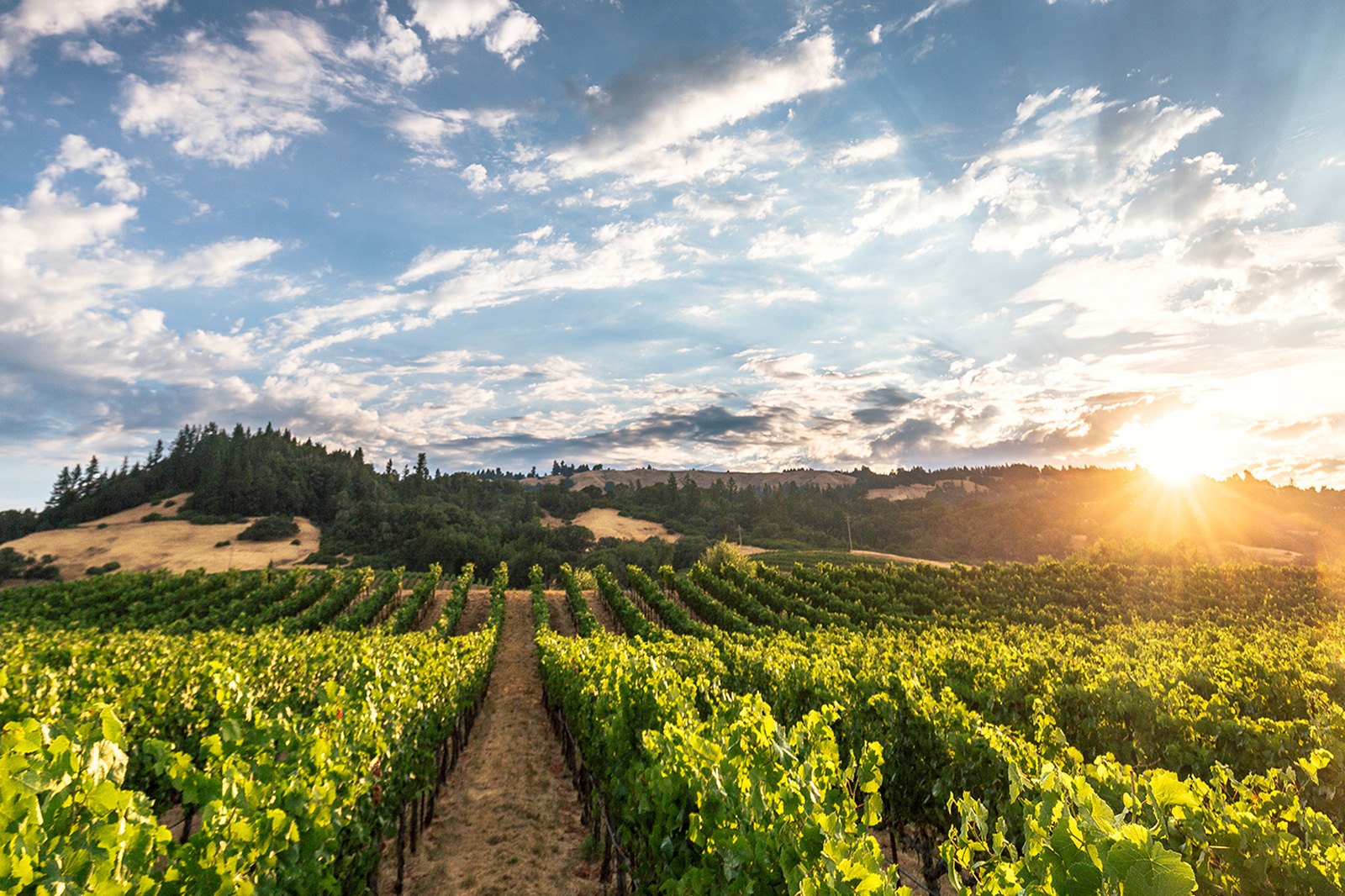 FORBES Top American Wine: Auteur Savoy Pinot Noir - Auteur, image size:1600x1066